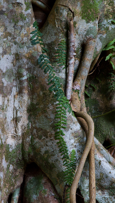 Epiphytes On Tree Trunk