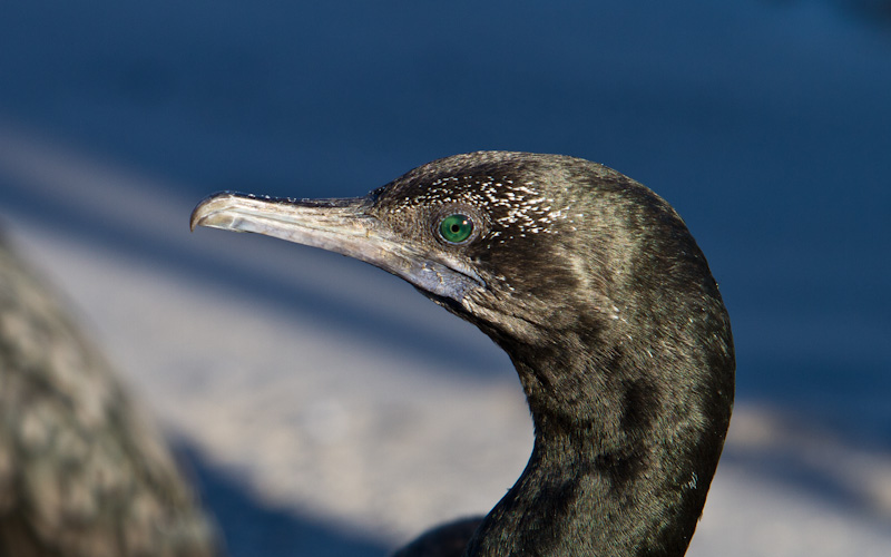 Little Black Cormorant