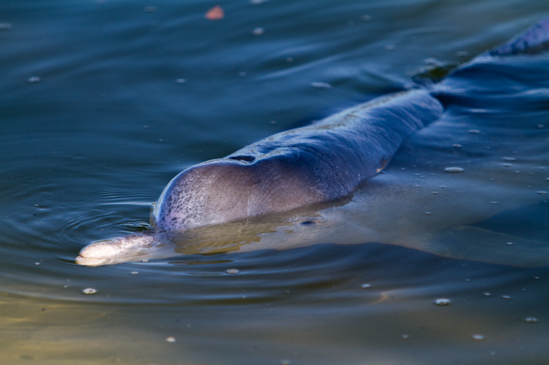 Indo-Pacific Humpback Dolphin