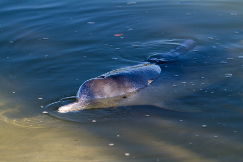 Indo-Pacific Humpback Dolphin