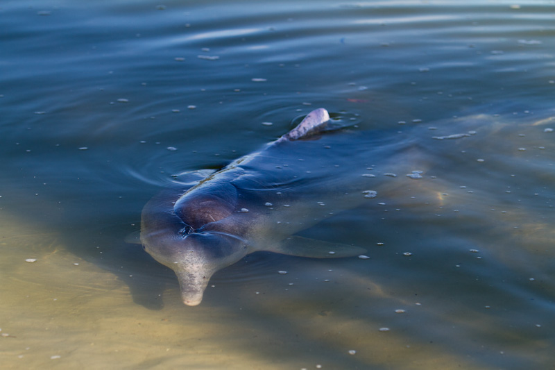 Indo-Pacific Humpback Dolphin