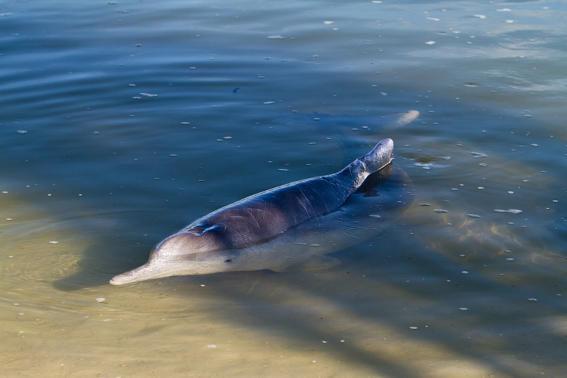 Indo-Pacific Humpback Dolphin