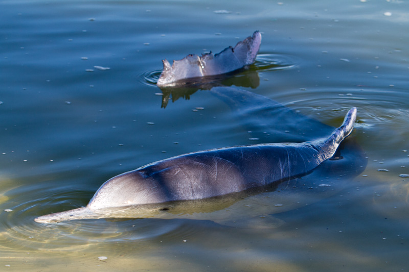 Indo-Pacific Humpback Dolphin