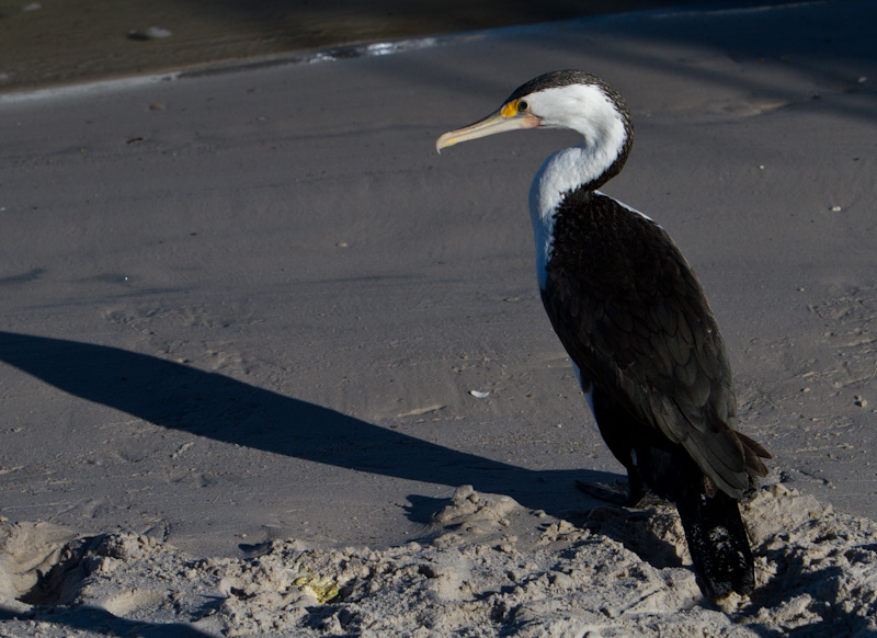 Pied Cormorant