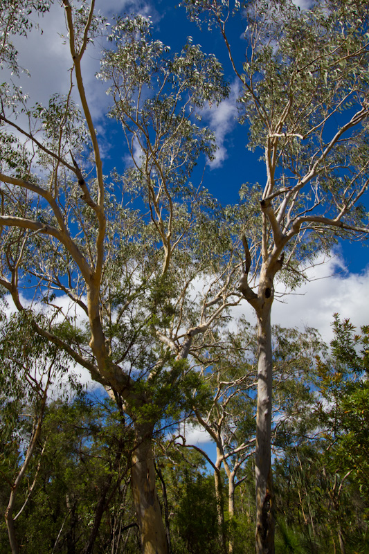 Forest Canopy