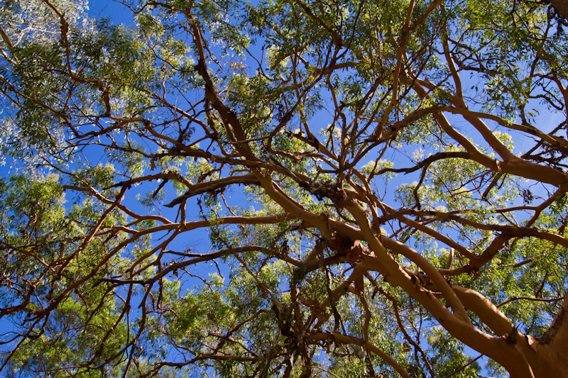 Forest Canopy