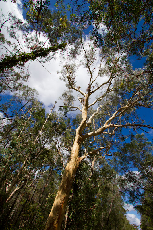 Forest Canopy