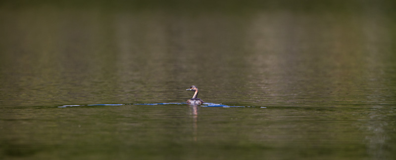 Australasian Grebe