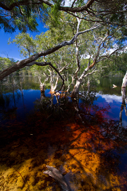 Flooded Trees Reflected In Lake Poona