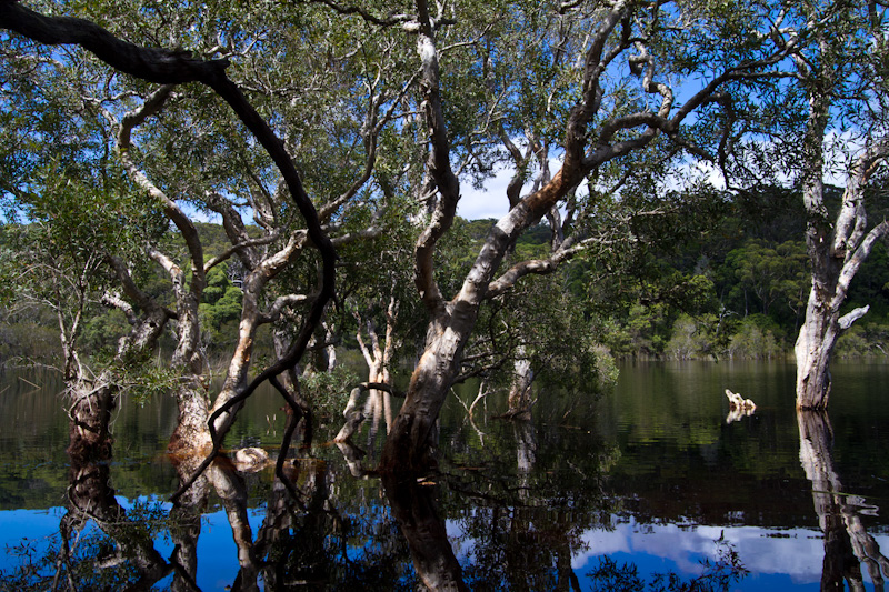 Flooded Trees Reflected In Lake Poona