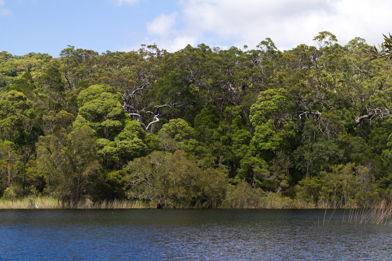 Forest Along Shore Of Poona Lake