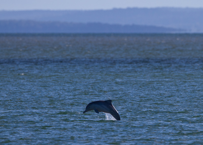 Indo-Pacific Bottlenose Dolphin Breaching