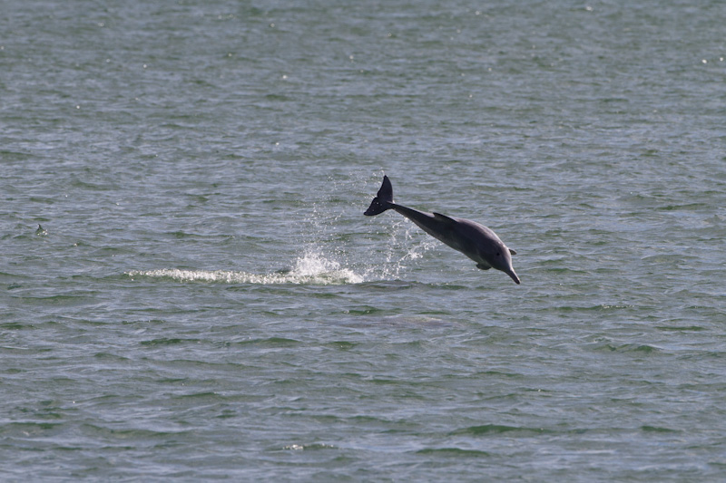 Indo-Pacific Bottlenose Dolphin Breaching