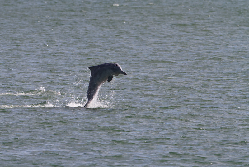 Indo-Pacific Bottlenose Dolphin Breaching