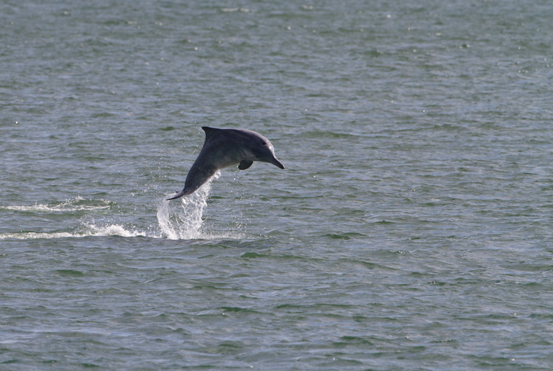 Indo-Pacific Bottlenose Dolphin Breaching