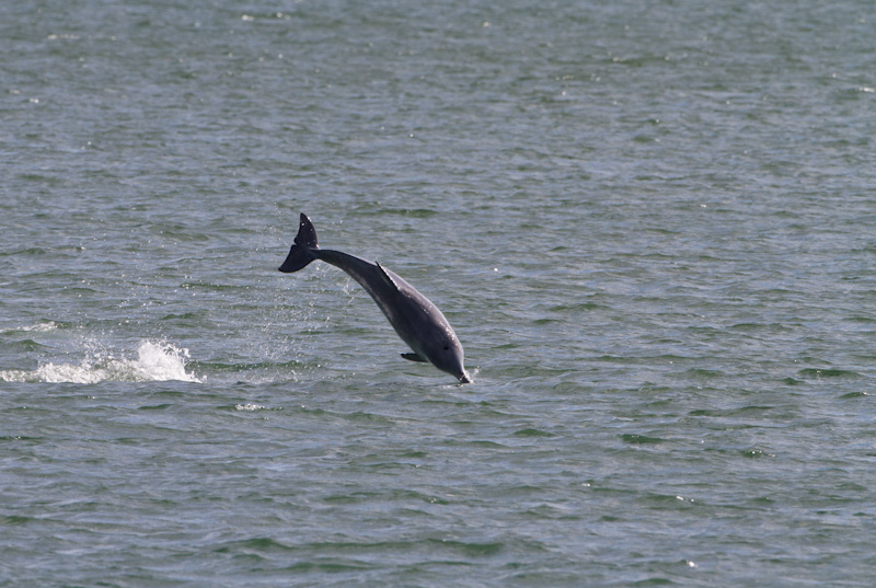 Indo-Pacific Bottlenose Dolphin Breaching