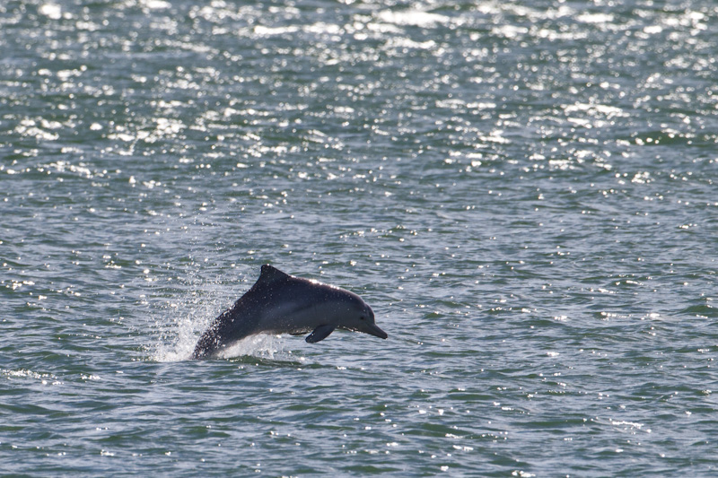 Indo-Pacific Bottlenose Dolphin Breaching