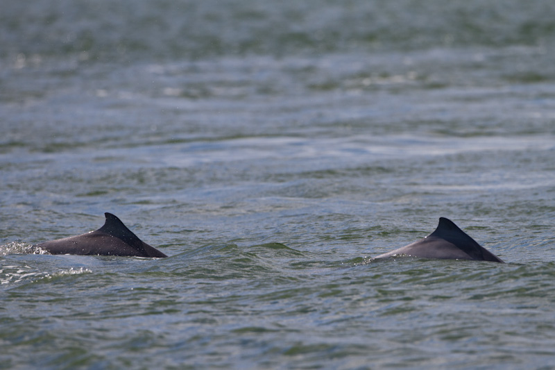 Indo-Pacific Bottlenose Dolphins