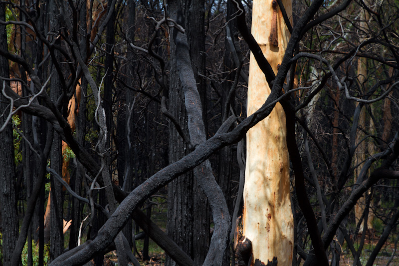 Burnt Forest