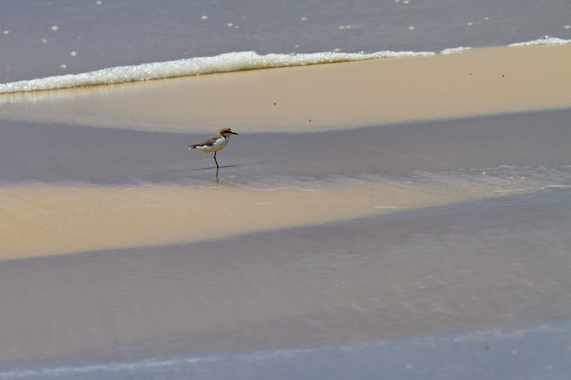 Red-Capped Plover