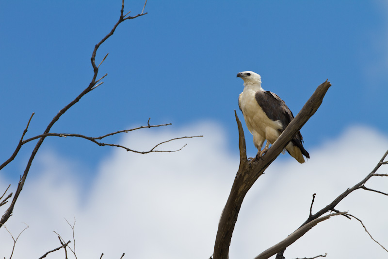 White-Tailed Sea-Eagle