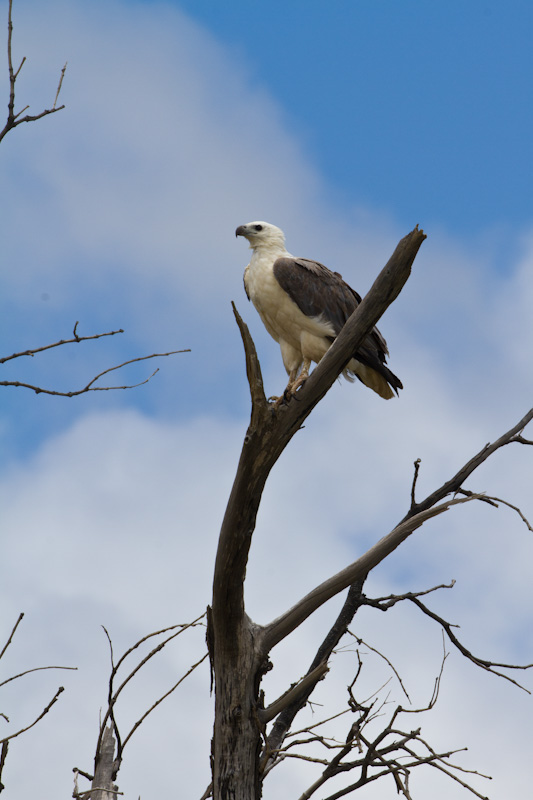 White-Tailed Sea-Eagle