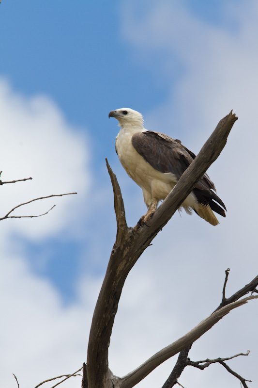 White-Tailed Sea-Eagle