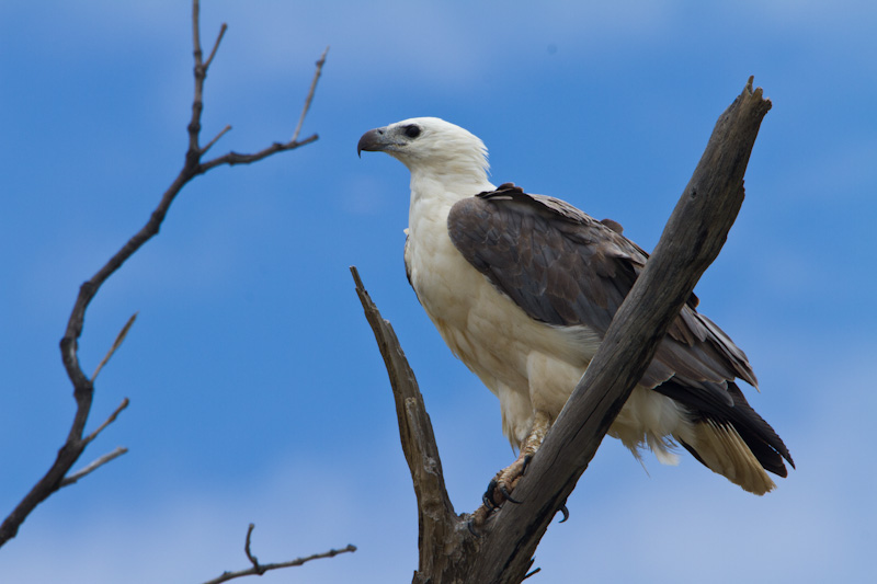 White-Tailed Sea-Eagle