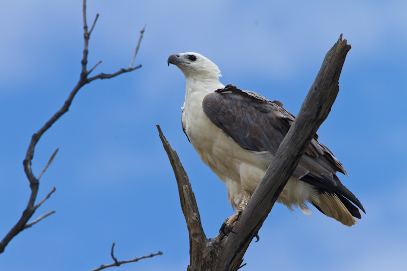 White-Tailed Sea-Eagle