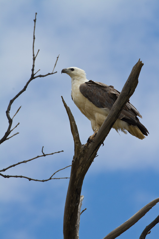 White-Tailed Sea-Eagle