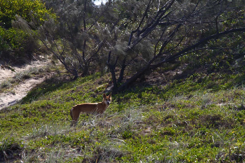 Dingo