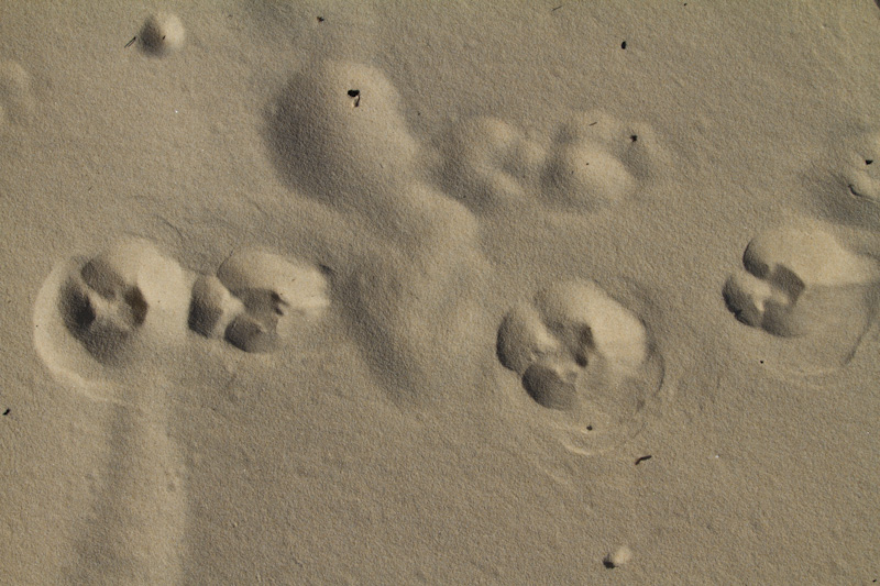 Dingo Tracks