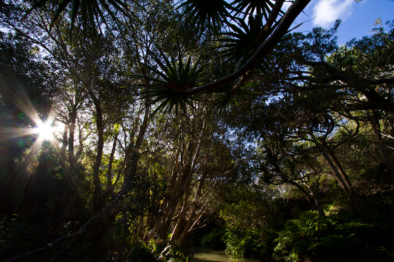 Sun Through Canopy