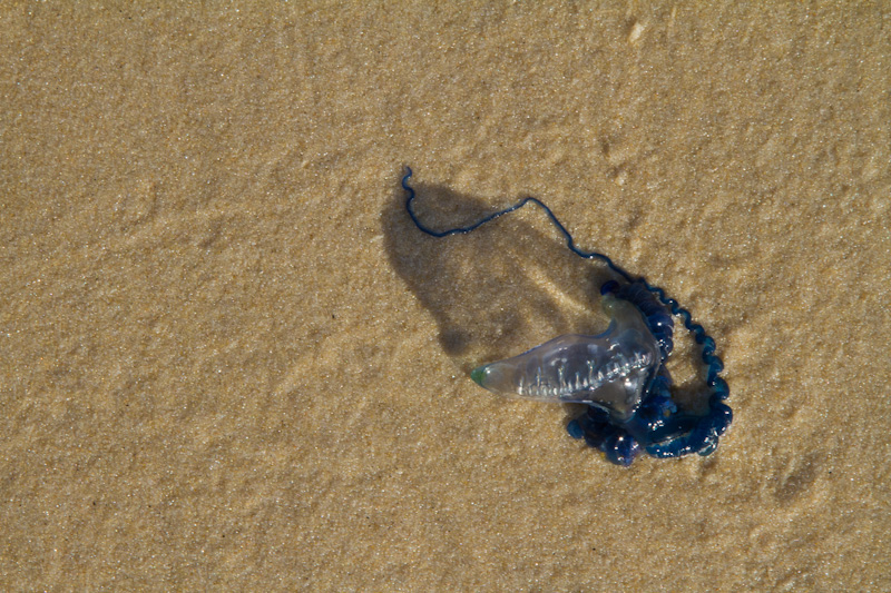 Jellyfish On Beach