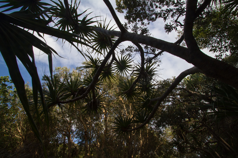 Canopy Silhouette