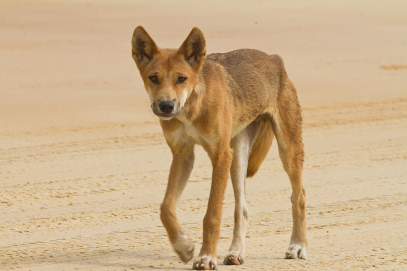 Dingo