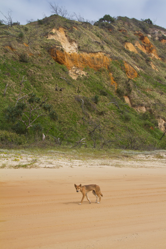 Dingo On Beach