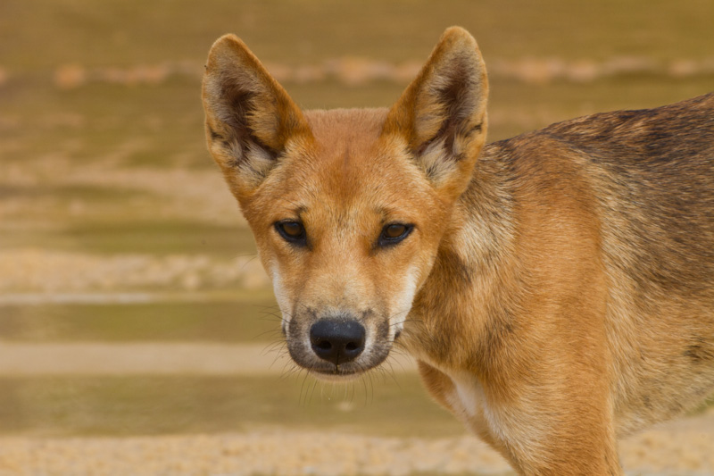 Dingo