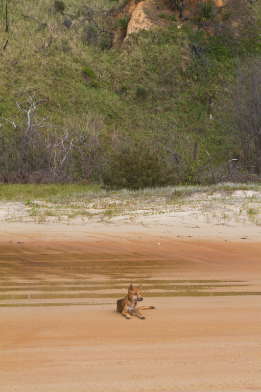 Dingo On Beach