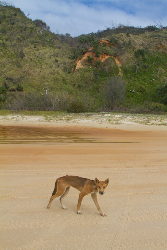 Dingo On Beach