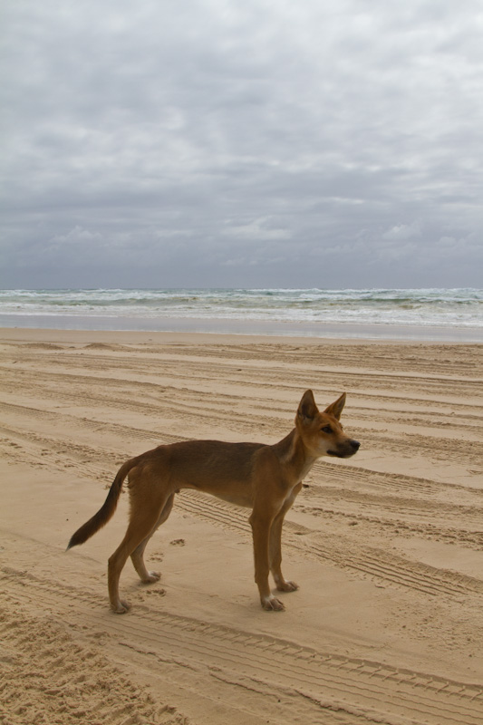 Dingo On Beach