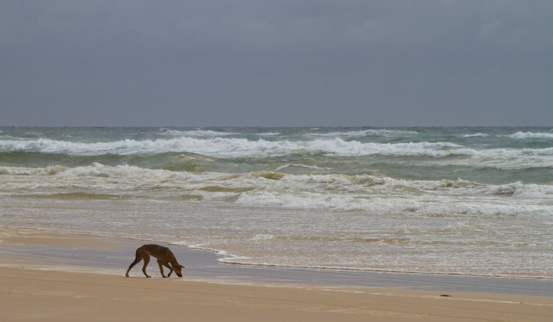 Dingo On Beach