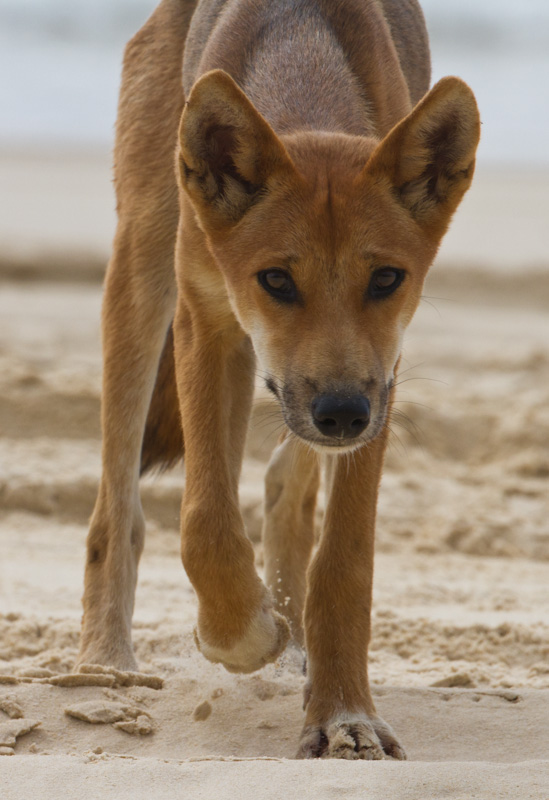 Dingo