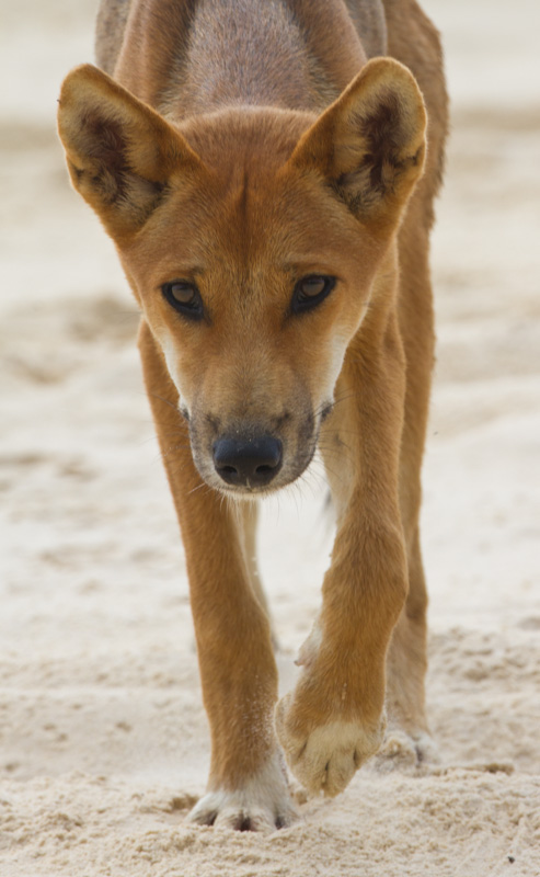 Dingo