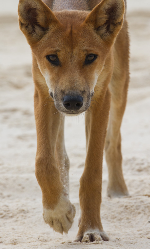 Dingo