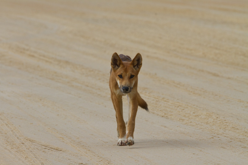 Dingo