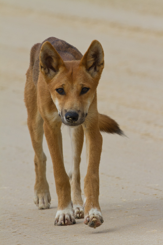 Dingo