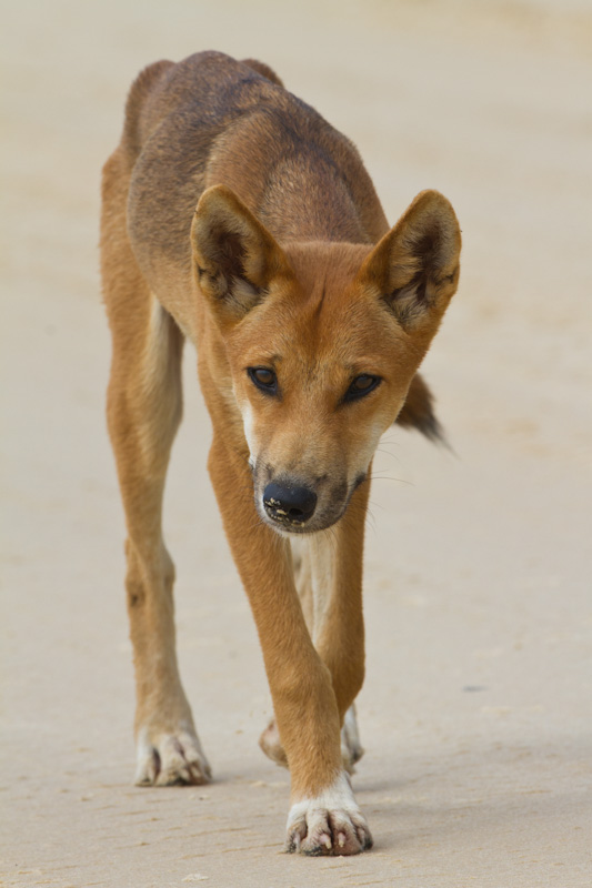 Dingo