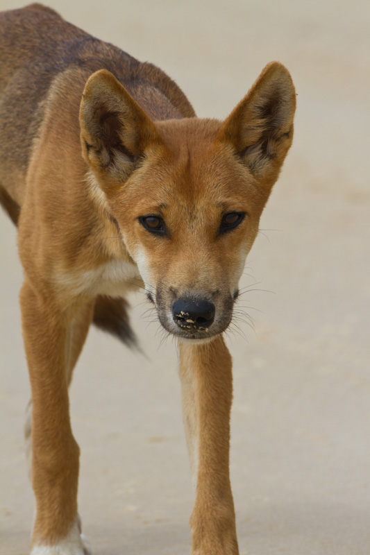 Dingo