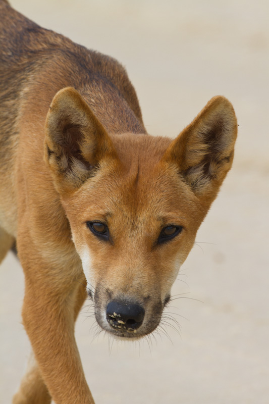 Dingo